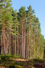 European forest, vertical background photo