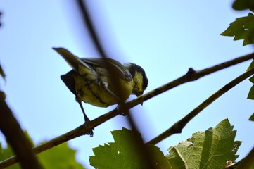 a small yellow bird on a plant