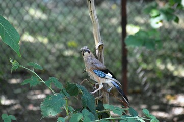 a colorful bird stands on a dry tree