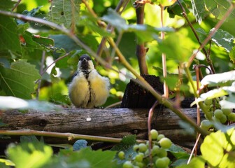 a small yellow bird on a vine