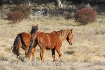 horse and foal