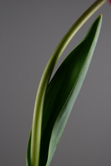 Close up of Red Tulip