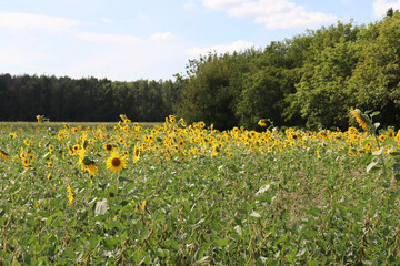 sunflowers