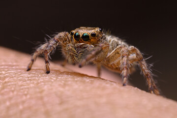Jumping spider on a hand with dark background.