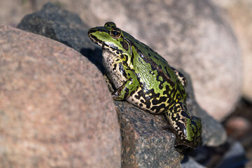 Large and fat green frog with big belly climbing up a rock