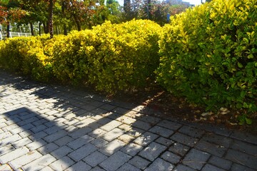path in the park
