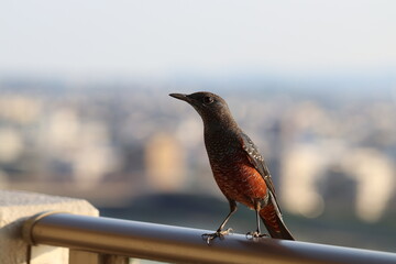 ベランダの手すりに遊びに来た可愛いイソヒヨドリ。
Blue rock thrush who came to play on the balcony railing.