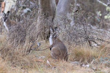 kangaroo in the wild
