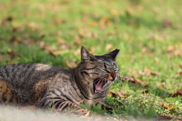 Naklejka na ściany i meble 公園に住み着くあくびする地域猫。