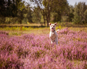 Hund läuft glücklich durch die Heide