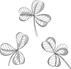 Shamrock leaves isolated on white. Hand drawn vector illustration. Eps10