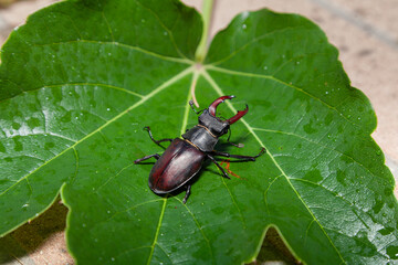 Beetle-deer crawling on green leaf