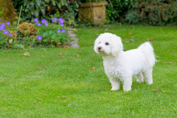 Alert little Havanese dog standing in a summer garden