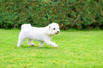 Little white Havanese dog playing in a lush green garden