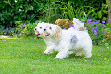 Two cute little white dogs romping in a garden on the lawn