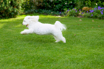 Energetic little white dog running around a garden at speed