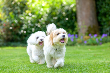 Two cute little white dogs romping in a garden on the lawn - Powered by Adobe