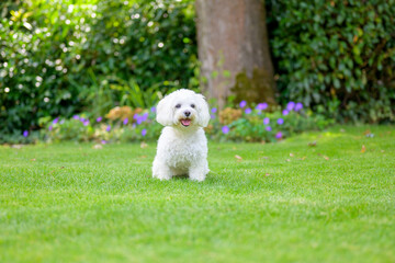 Cute little fluffy white Havanese dog in a lush green garden