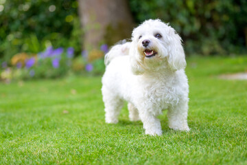 Cute alert little white Havanese dog standing on green grass
