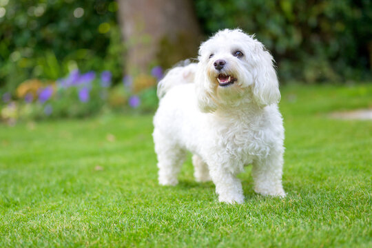 Maltese Havanese Mix