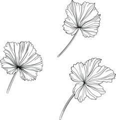 Leaves isolated on white. Hand drawn vector illustration.
