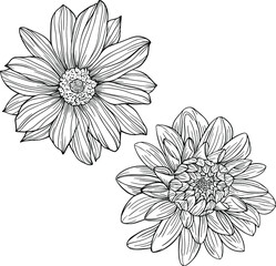 Flowers isolated on white. Hand drawn line vector illustration. Eps 10