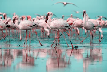 Fotobehang Wild african birds. Group birds of pink  flamingos  walking around the blue lagoon on a sunny day © Yuliia Lakeienko