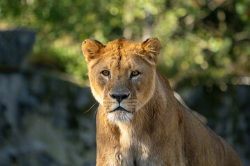 Portrait of a lion staring at the camera. Blurred background.