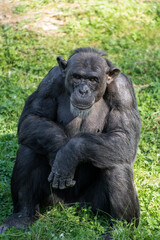 West African chimpanzee (Pan troglodytes verus) sitting in the grass and making eye contact.
