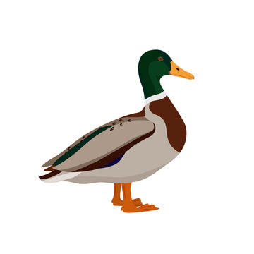 Adorable duck isolated on white background. Farm poultry. Vector illustration of farm birds in a flat style.