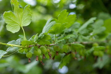 Green gooseberry bushes with unripe berries.Gooseberry berries grow on the branches.The berries are waiting for the harvest.Gooseberries and leaves close-up.