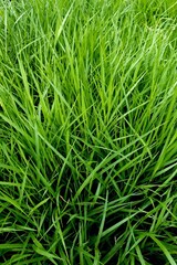 Fototapeta na wymiar Close-Up Of Crops Growing, Green grass, spring, lawn
