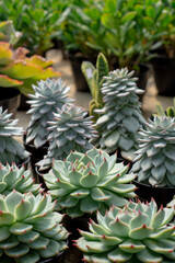 detail of echeveria, tropical succulent plant in small pot.
