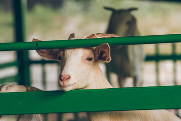 The goat was standing and protruding from the green iron enclosure.