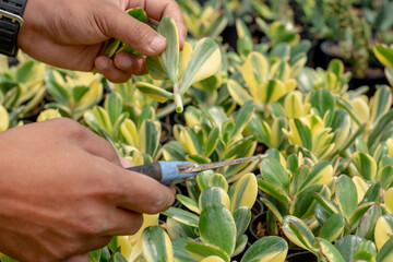 Farmer hand caring for succulent plant by cutting leaves. Hand trim branches of plants with scissors