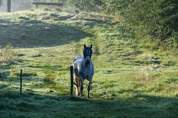 Morgenstimmung auf einer Pferdekoppel im Nebel kurz vor Sonnenaufgang
