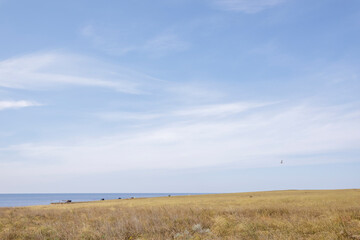 Field with yellow grass scorched by the sun. Sea and blue sky with feather clouds.