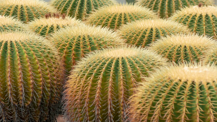 Golden barrel cactus close up background. Cactus in nursery fresh natural background 