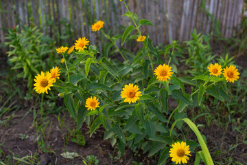 Fototapeta premium A flower bed with yellow daisies. Close-up. Place for your text.