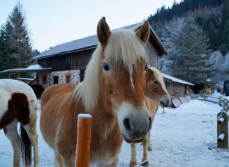a beautiful blond Palomino horse on a cold winter day in Bad Hindelang in Germany