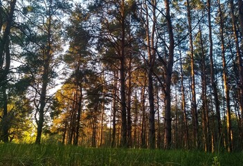 Fototapeta premium autumn in the forest