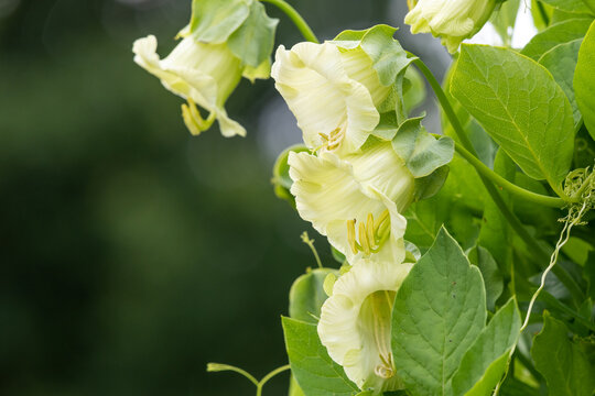 Close up of flowers on a cup and saucer (cobaea scandens) vine