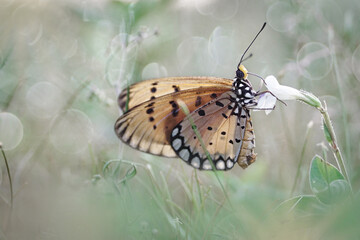 butterfly on a flower