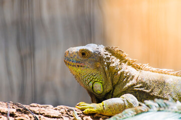 Close-up of a caged iguana