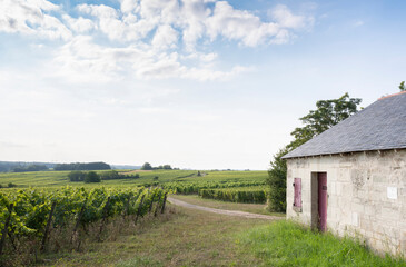 Fototapeta na wymiar vineyards and old stone walls in Parc naturel régional Loire-Anjou-Touraine near river loire in france