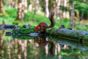 Red Squirrel (Sciurus vulgaris)
