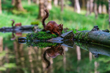 Red Squirrel (Sciurus vulgaris)