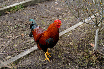 a beautiful colourful rooster with a red comb
