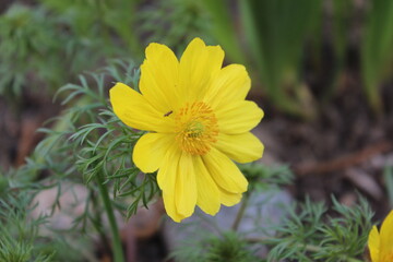 Little yellow flowers in a city park. Spring