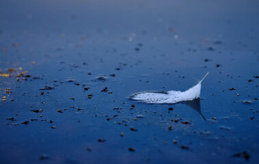 weisse Feder auf Wasser
